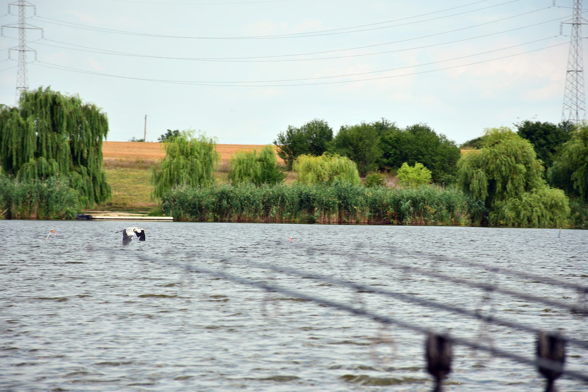 Tancabesti 5 august 2022 - DSC7796.jpg